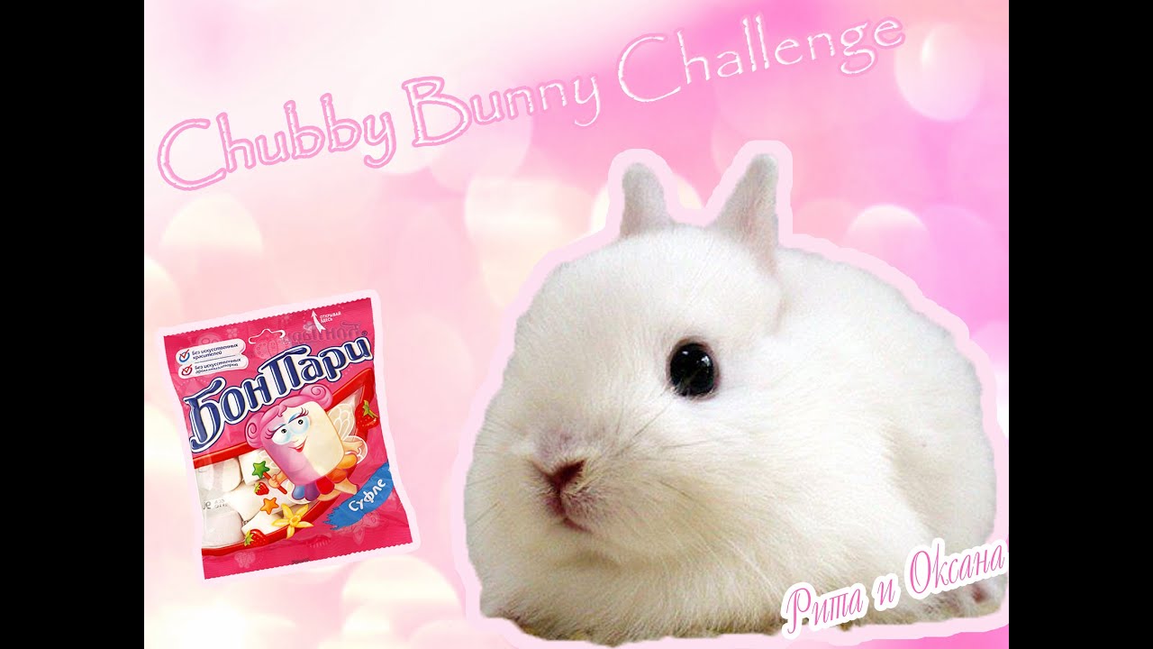 Super chubby bunny