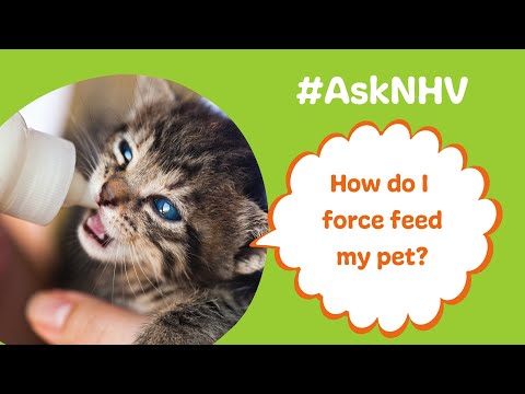 #AskNHV: How Do I Force-Feed My Pet?