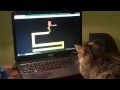Straszny labirynt - reakcja kota (Scary maze - cat reaction)