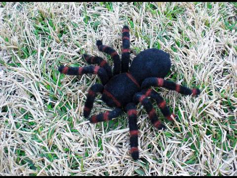 Tarantula Video