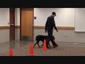 Dozer (Rottweiler) Boot Camp Dog Training demonstration