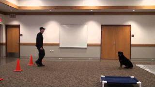 Dozer (Rottweiler) Boot Camp Dog Training demonstration