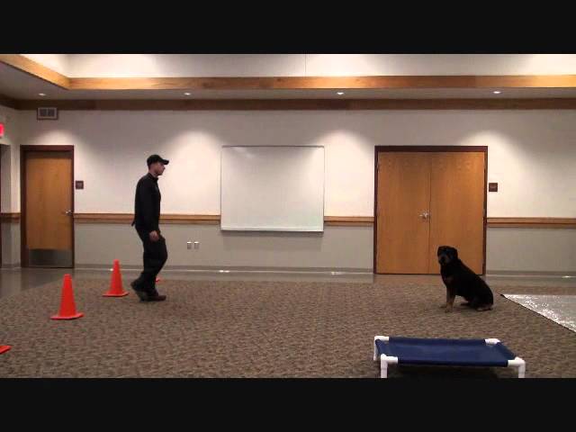Dozer (Rottweiler) Boot Camp Dog Training demonstration