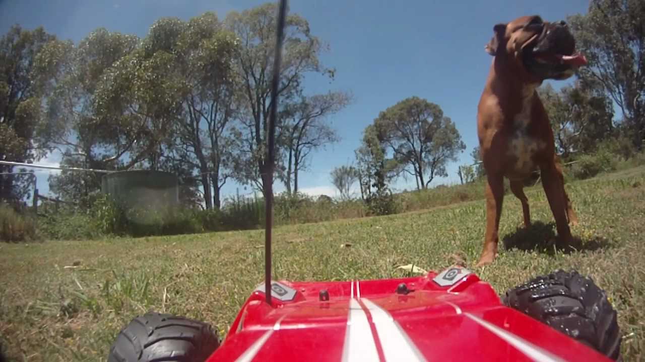 Dog chasing remote control car Rear vision camera YouTube