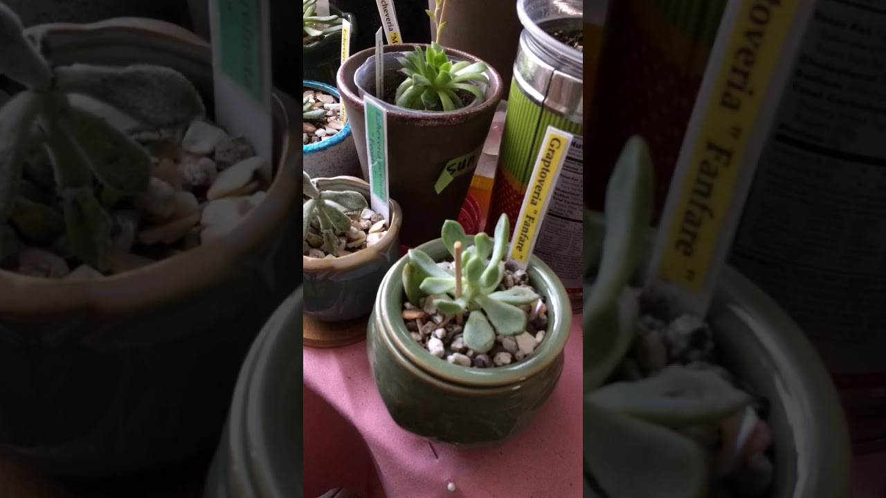 "So many indoor succulents"- Testimonial