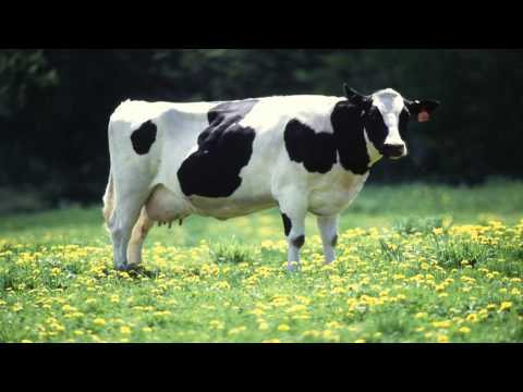 Os Jôôs - Bier en zwere sjek