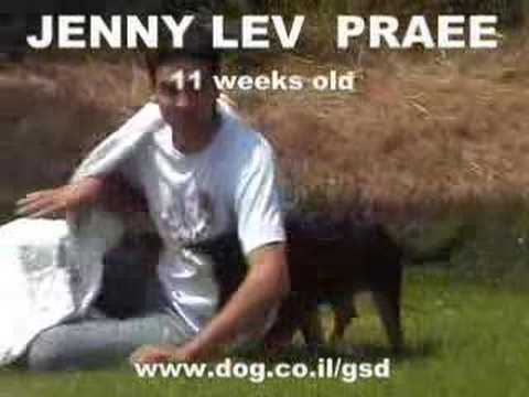 German Shepherd PUPPY TRAINING: Jenny Lev Praee