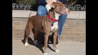 Tippy-Available At The Humane Society Of Missouri
