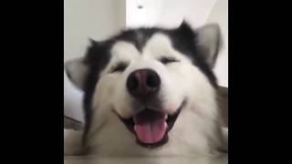 😂Funny Cats and Dogs Vines 2019 || BestVine😂