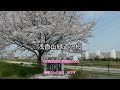 2023年 浅香山緑道の桜 20230330