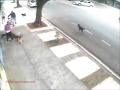 PERROS DE ATAQUE