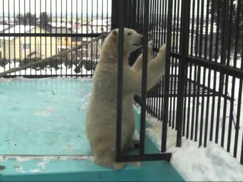 おびひろ動物園　ホッキョクグマのイコロ　2011．1．28