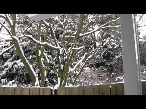 Seattle Snow Day January 18, 2012 Seattle Snow Day January 18, 2012