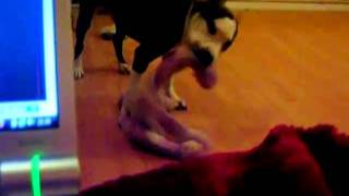 Staffordshire Bull Terrier - Leon 6 Month Old. Part 1