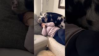 Pig Wants To Cuddle On Couch But Cant Fit
