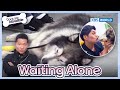 Waiting Alone 🍂 [Dogs are incredible : EP.199-2] | KBS WORLD TV 231226