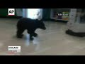 Raw: Bear Cub Strolls Through Oregon Drug Store