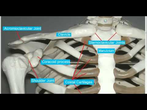 manubrium definition