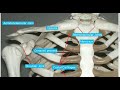 clavicular