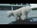 Axwell & Shapov - Belong (Official Video)