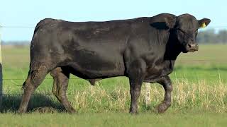 LOTE 135 - TOUROS ANGUS - LEILÃO SÃO BIBIANO 2021