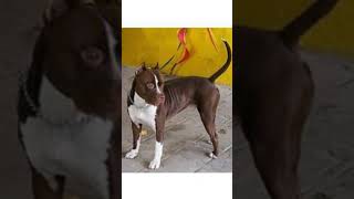 Pitbull Dog Atude Status .