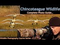 Chincoteague Island VA - Wild Photo Adventures