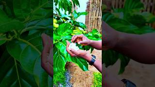 Le Noni Pourquoi Cette Plante Est Importante ?