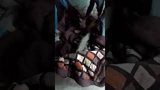 Short Video Rdx Masti