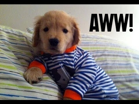 Can You Make It Through This Video Without Aww-ing?
