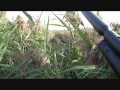 Short meditation with air rifle in the reeds Short meditation with air rifle in the reeds