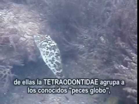 英名:Fresh water puffer freshwater puffer fish. 英名:Fresh water puffer