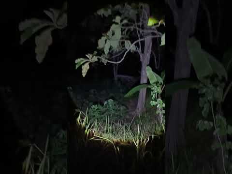 Wong Ngeyeeel Pancen Angeel #babehberto #fyp #ujinyali #livemisterimalamini #viral