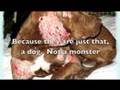 pit bull attack Video