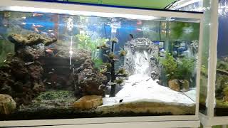 Aquascape Tema Gua Batu Larvarock Dan Miniatur Air Terjun.