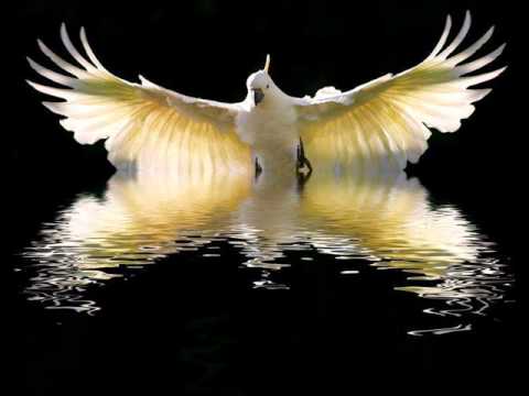 Ready To Spread Your Wings Video
