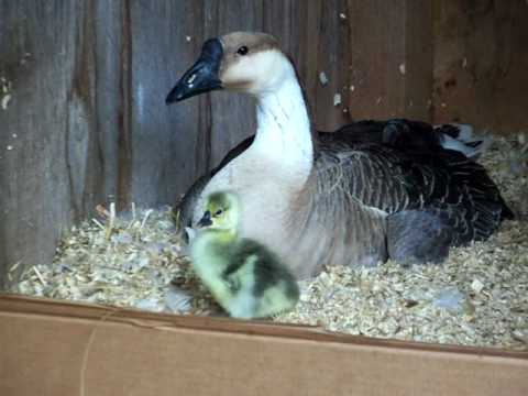 Baby goose video.mov - YouTube