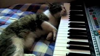 Cat Plays Keyboard With Face