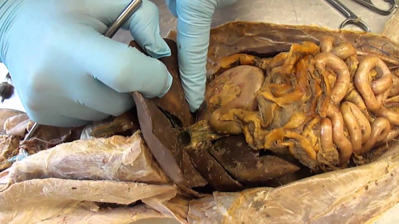 G.S.C. Cat Dissection internal organs, digestive system, and