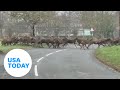 Big herd of deer crosses the road in a surprising video | USA TODAY