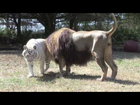 LION TIGER vs Giraffe?