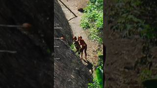 O Mistério Dos Povos Isolados Da Amazônia