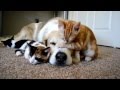 Dog sleeping with kitten