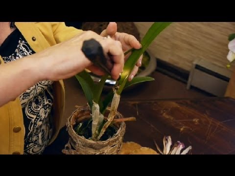 local orchids scoop awards at french flower expo worldnews com local orchids scoop awards at french flower expo worldnews com