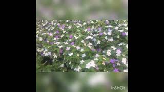 Beautiful Flowers Vlog