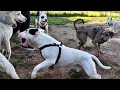 Bull Terrier In Two Fights At Dog Park (Is It The Breeds History?)