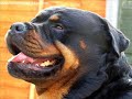 rottweiler vs pitbull sound