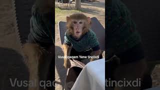 Manke Vusal Meymun Videolari