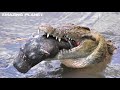 5 Of The World S Biggest Crocodiles Ever Caught On ...