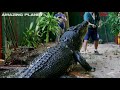 5 Of World S Biggest Crocodiles Ever Caught On Film images 5 Of World S Biggest Crocodiles Ever Caught On Film